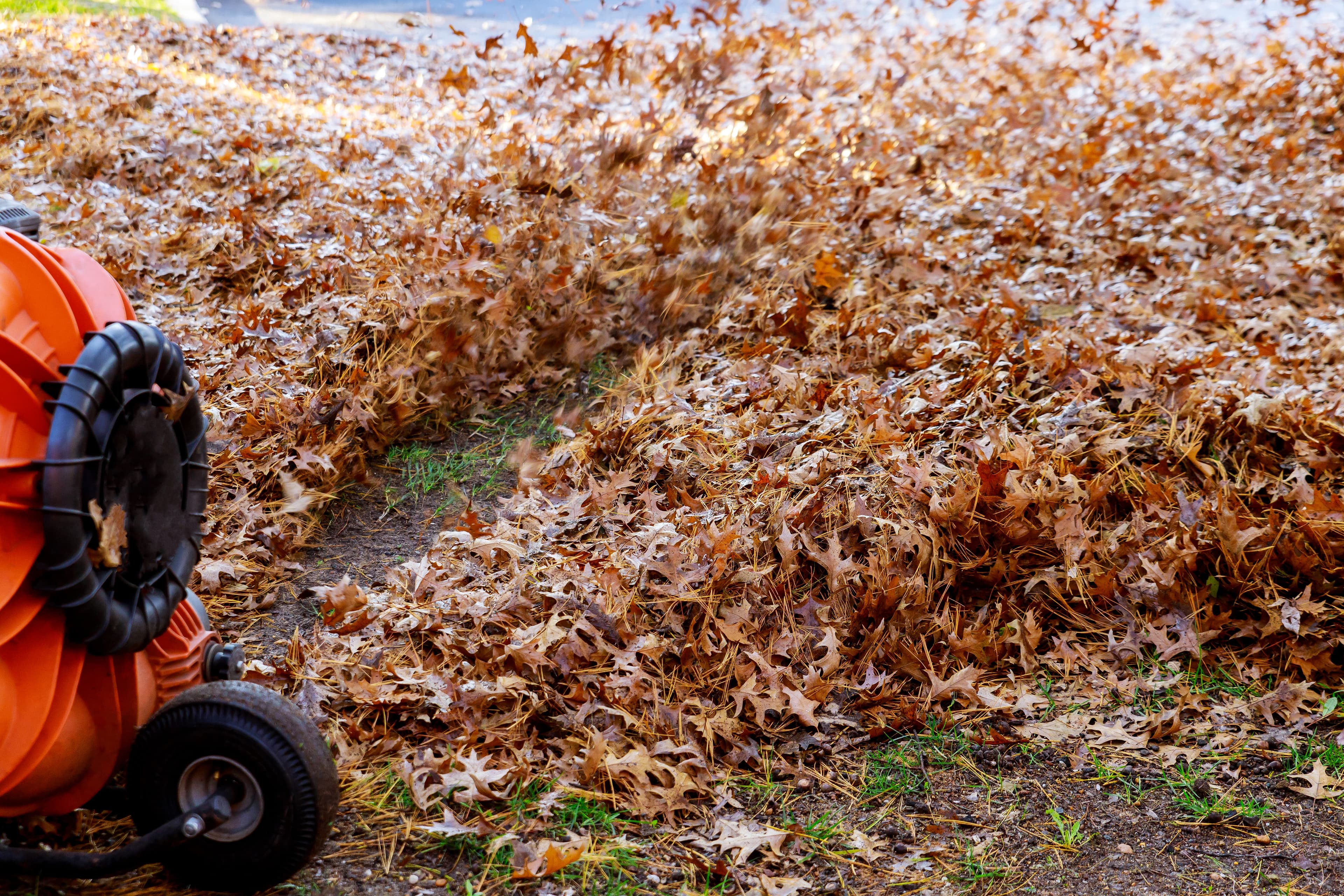 Leaf Removal Service